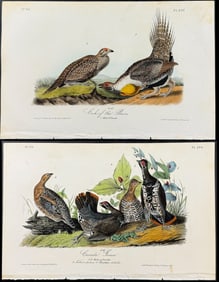 Audubon - 4 Bird Lithographs (Grouse, Cock-of-the-Plains)