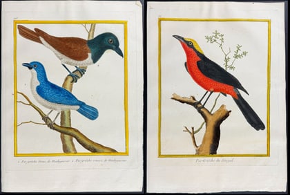 Martinet & Buffon - 11 Shrike Engravings