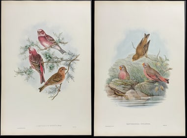 Gould - 4 Bird Lithographs (Grosbeak, Rose-Bunting, Bullfinch, Finch)