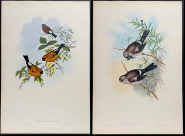 Gould - 4 Bird Lithographs (Bullfinch, Crossbill)