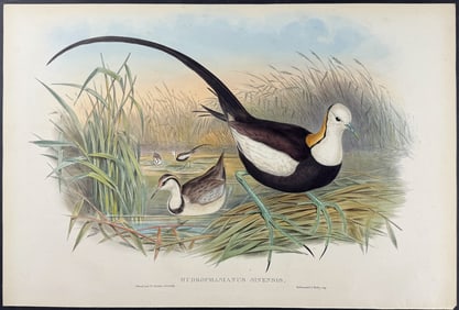 Gould - Chinese Jacana
