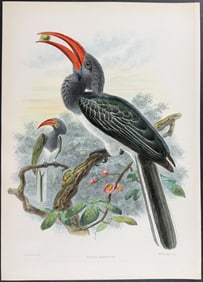 Elliot & Keulemans - Hemprich's Hornbill