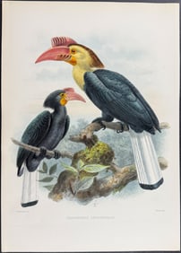 Elliot & Keulemans - White-headed Hornbill