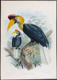 Elliot & Keulemans - Celebes Hornbill