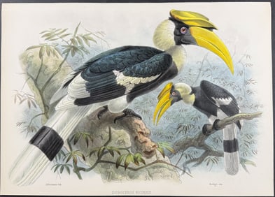 Elliot & Keulemans - The Homral (Great Hornbill)