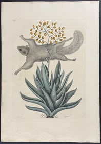 Catesby, First Ed - Flying Squirrel with Viscum. 2-77