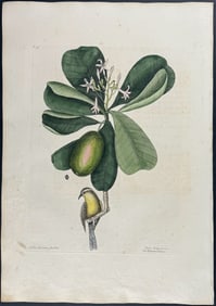 Catesby, First Ed - Bahama Titmouse with Seven Years Apple. 1-59