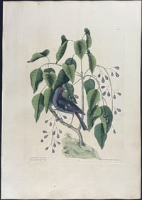 Catesby, First Ed - Purple Grosbeak with Poison Wood. 1-40