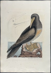 Catesby, First Ed - Booby. 1-87