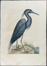 Catesby, First Ed - Blue Heron. 1-76