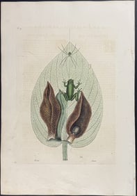 Catesby, First Ed - Green Tree Frog with Skunk Weed. 2-71