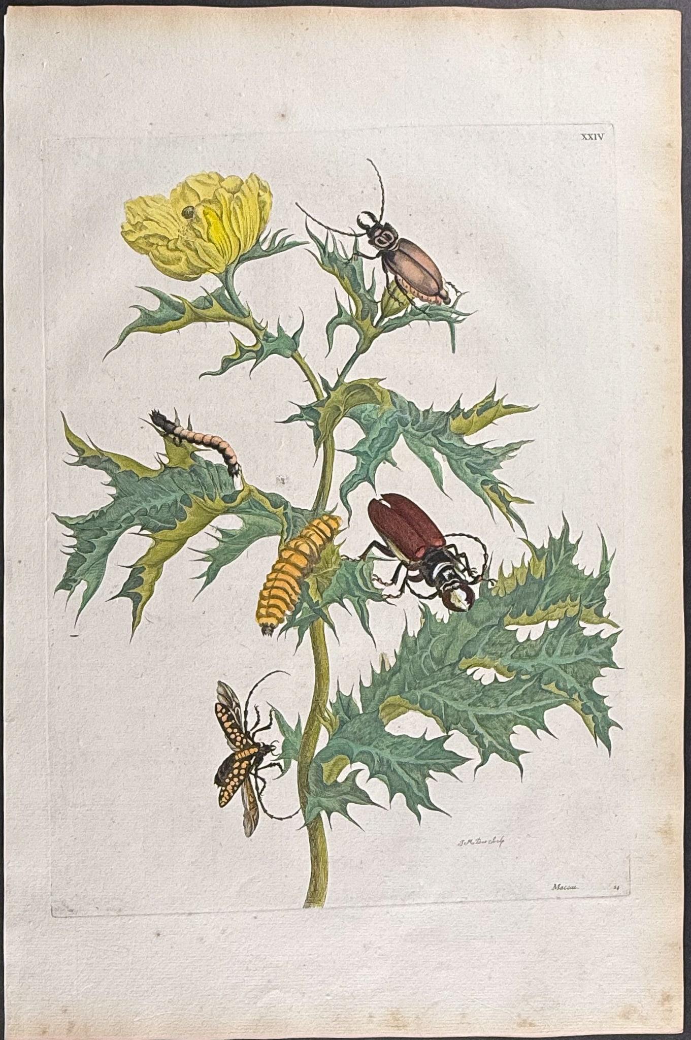 Merian, Folio - Mexican Prickly Poppy & Longhorned Beetle. 24 (1 of 1)