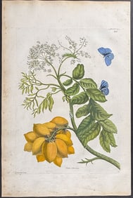 Merian, Folio - Mombin Plum Tree & Moth. 13