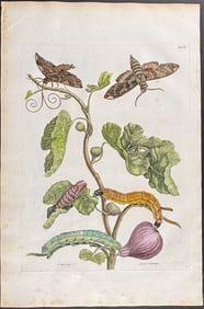 Merian, Folio - Fig & Moth Metamorphosis. 33