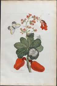 Merian, Folio - Cashew with Amber Phantom Butterfly Metamorphosis. 16