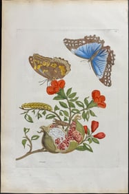 Merian, Folio - Pomegranate with Menelaus Blue Morpho Butterfly Metamorphosis. 9