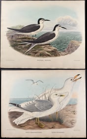 Elliot - 4 Shore or Water Bird Lithographs