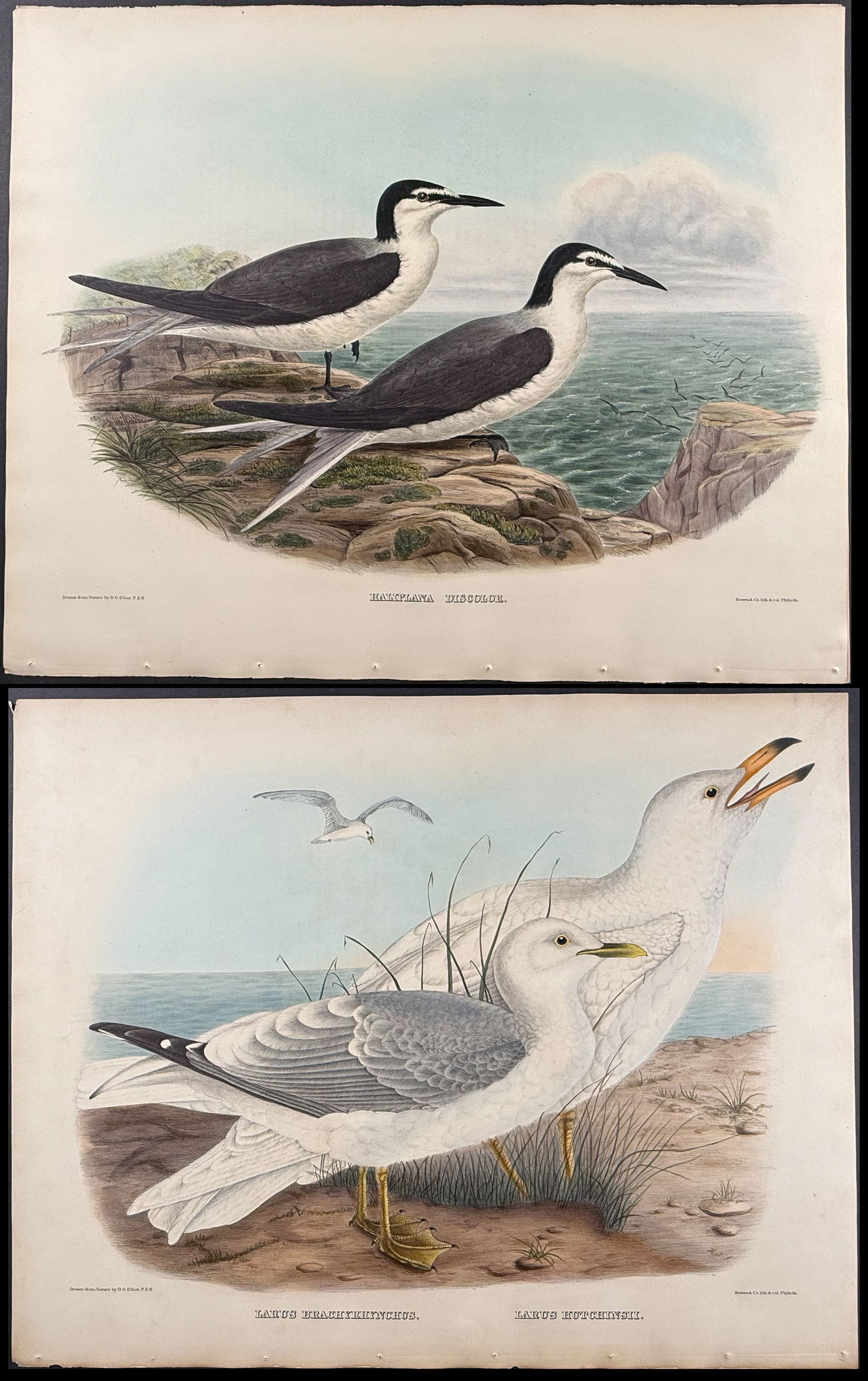 Elliot - 4 Shore or Water Bird Lithographs (1 of 5)