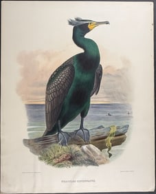 Elliot - Tufted Cormorant