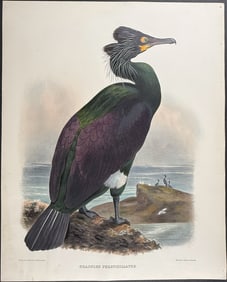 Elliot - Pallas' Cormorant