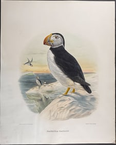 Elliot - Large-bill Puffin