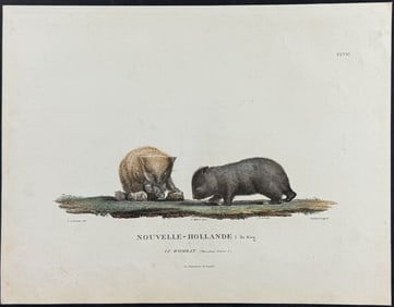 Peron & Freycinet, Australia - Wombat. 28