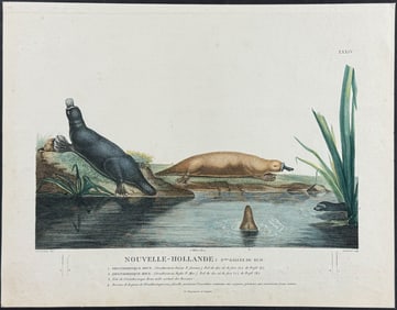 Peron & Freycinet, Australia - Platypus. 34