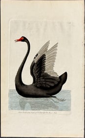 Shaw & Nodder - Black Swan (Native to Australia). 108