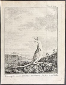 Captain Cook - Kangaroo; An animal found on the Coast of New Holland called Kanguroo
