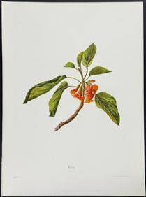 Sinclair, Hawaii - Kou (Cordia subcordata)