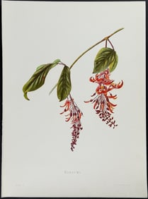 Sinclair, Hawaii - Nukuiwi (Strongylodon lucidum)