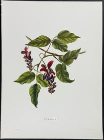 Sinclair, Hawaii - Puakauhi (Canavalia ensiformis)
