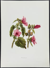 Sinclair, Hawaii - Hauhele (Hibiscus Youngianus)