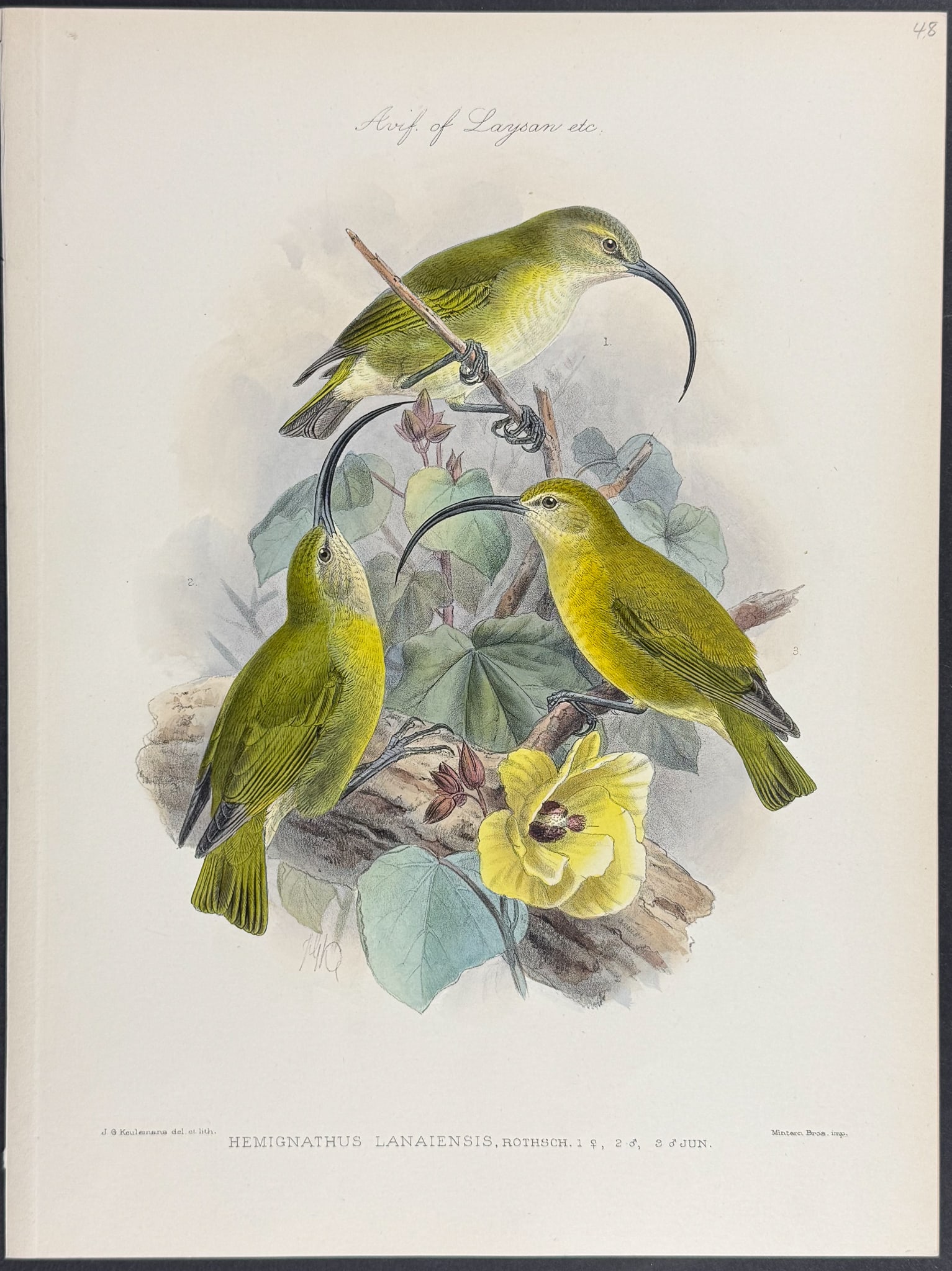 Rothschild & Keulemans, Hawaii - Maui Nui 'akialoa (Hemignathus Lanaiensis) (1 of 1)