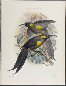 Rothschild & Keulemans, Hawaii - Bishop's ?o?o or Molokai ?o?o (Moho Bishopi)