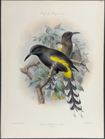 Rothschild & Keulemans, Hawaii - O?ahu ?o?o (Extinct) (Moho Apicalis)