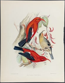Wilson & Evans, Hawaii - I'iwi or Olokele (Vestiaria Coccinea)