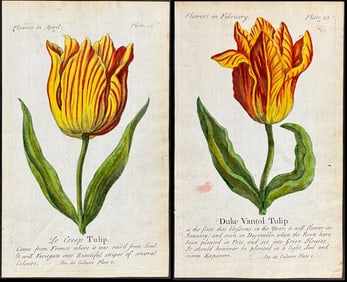 Duke - 3 Tulip Engravings