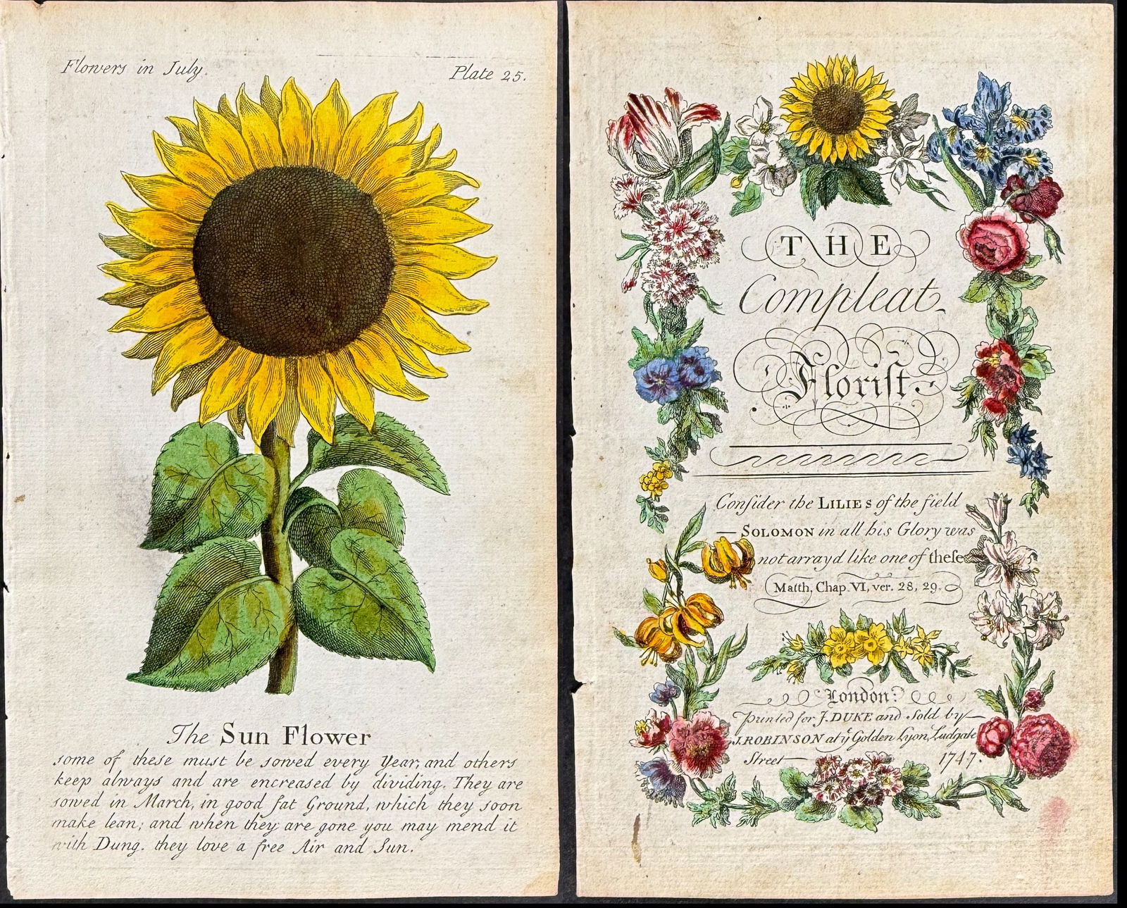 Duke - Pair of Engravings of Sunflower & Frontispiece (1 of 3)