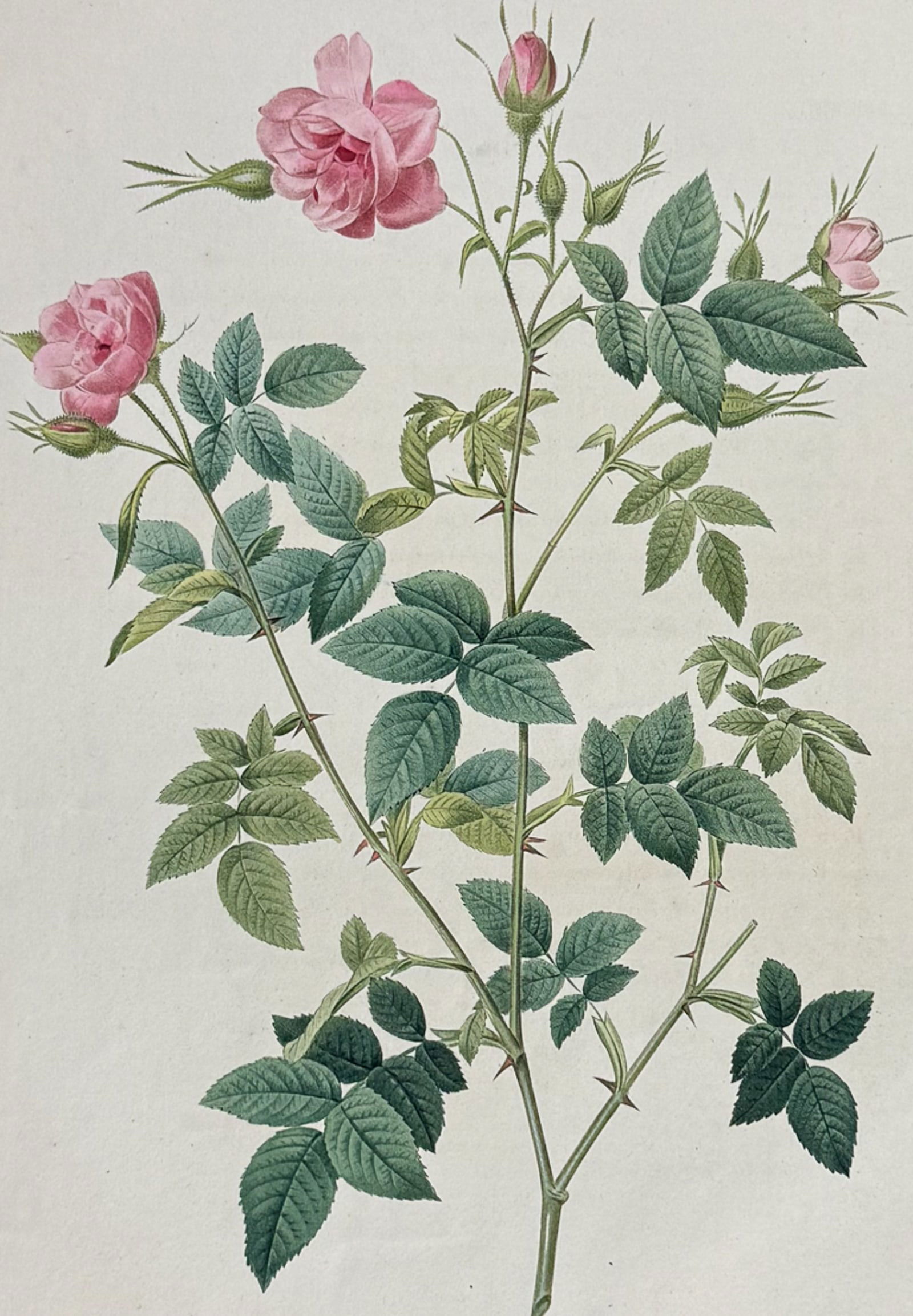 Redoute, Rare, Large Folio - Rose - Rosa parvi-flora (Native to North America) (1 of 2)