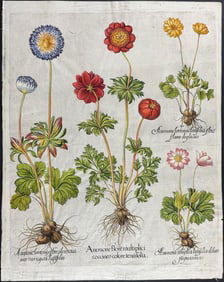 Besler - Anemone