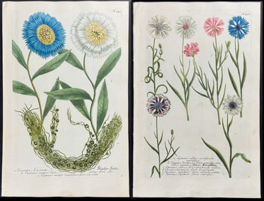 Weinmann - 4 Cornflower Engravings