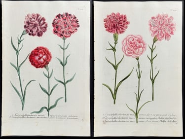 Weinmann - 3 Carnation Engravings