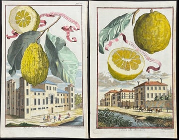 Volckamer - Pair of Lemon Engravings