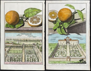 Volckamer - Pair of Orange Engravings