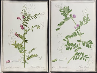 4 Original Watercolors of Vetch (Vicia) after Ledl for Oeder, Curtis (according to Linnaeus system)