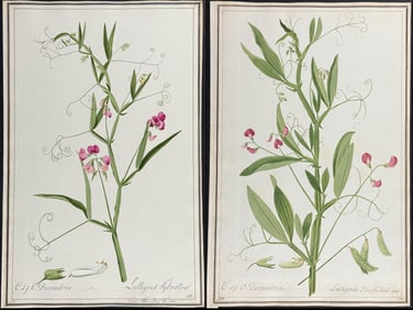 Pair of Original Watercolors of Sweet Pea (Lathyrus) after Ledl for Oeder (according to Linnaeus