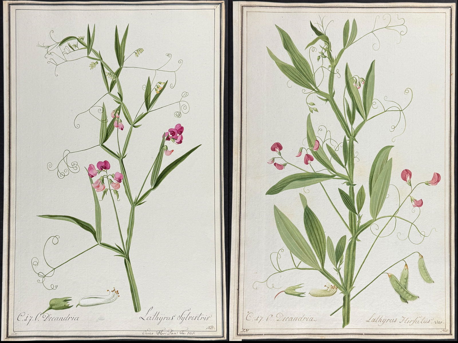 Pair of Original Watercolors of Sweet Pea (Lathyrus) after Ledl for Oeder (according to Linnaeus (1 of 3)