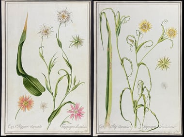 4 Original Watercolors of Salsify (Tragopogon) after Franz, Ledlmaier for Jacquin (according to