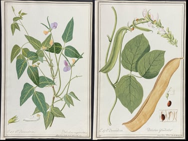 4 Original Watercolors of Dolichos after Ledl, Nebl for Jacquin (according to Linnaeus system)